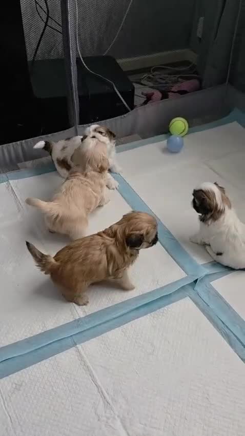 Shih Tzu dogs for sale: DONT MISS OUT ! Gorgeous Shih Tzu's  - Video 2