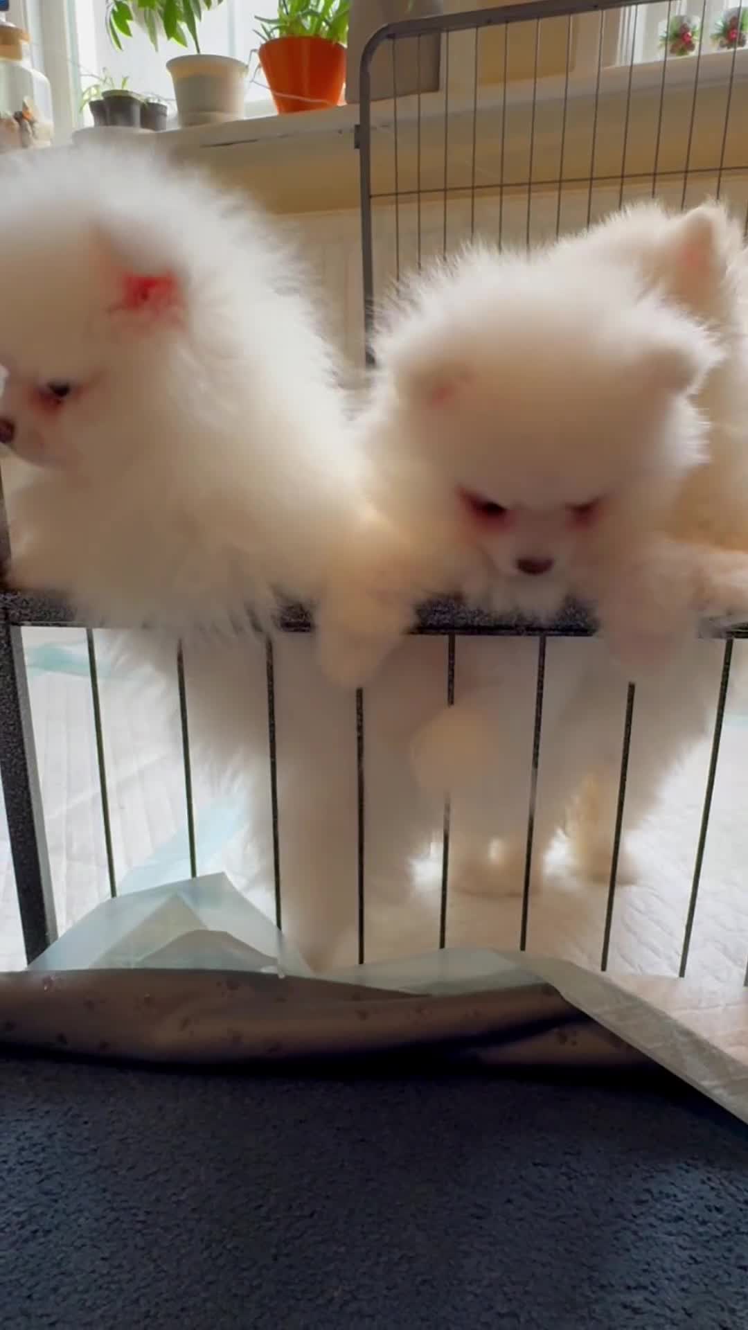 Pomeranian dogs for sale: Pure breed Pomeranian boy and girls  in London - Video 1