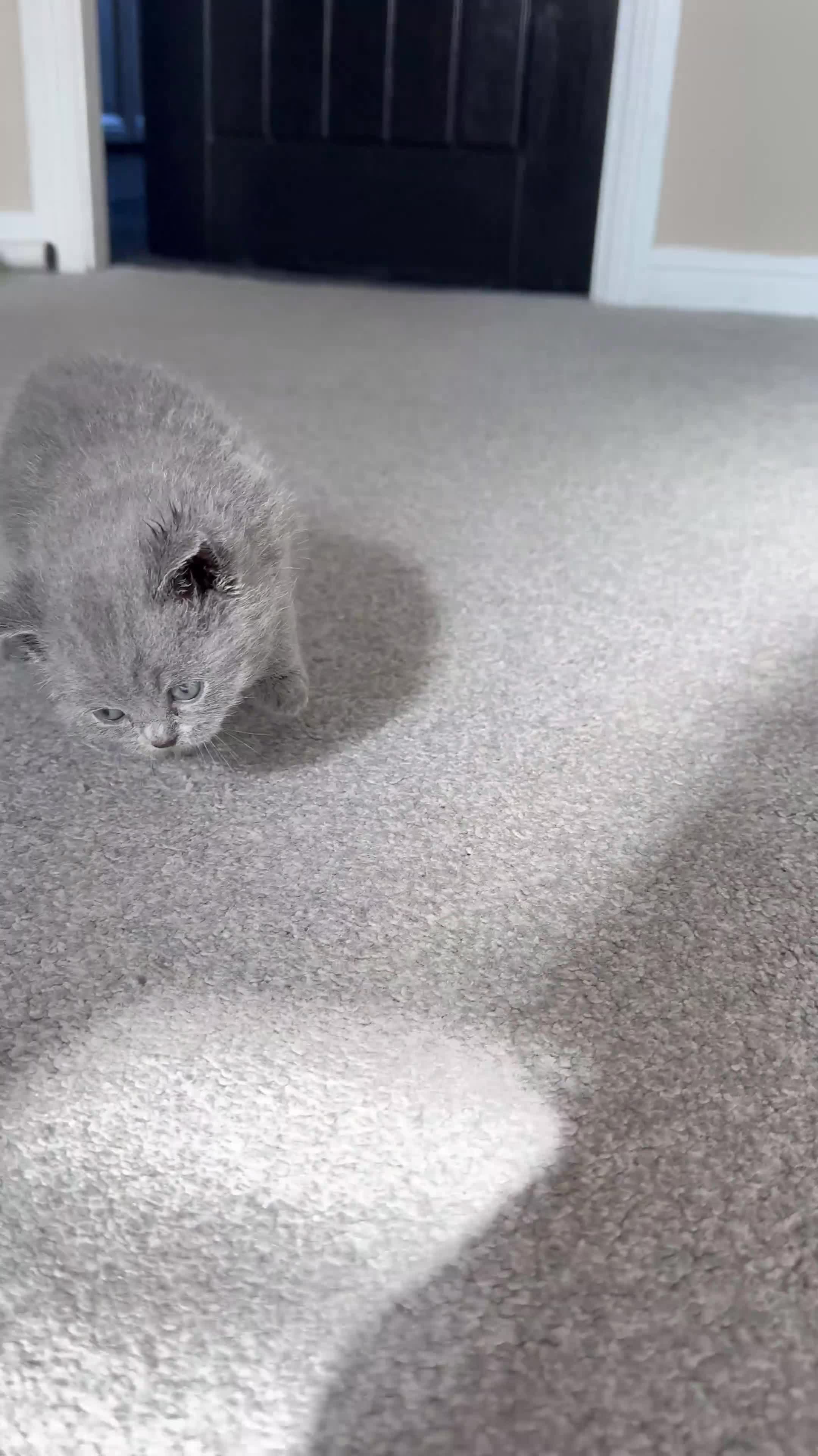 British Shorthair cats for sale: 1 male and 1 female British short hair kitten  in Birmingham - Video 1