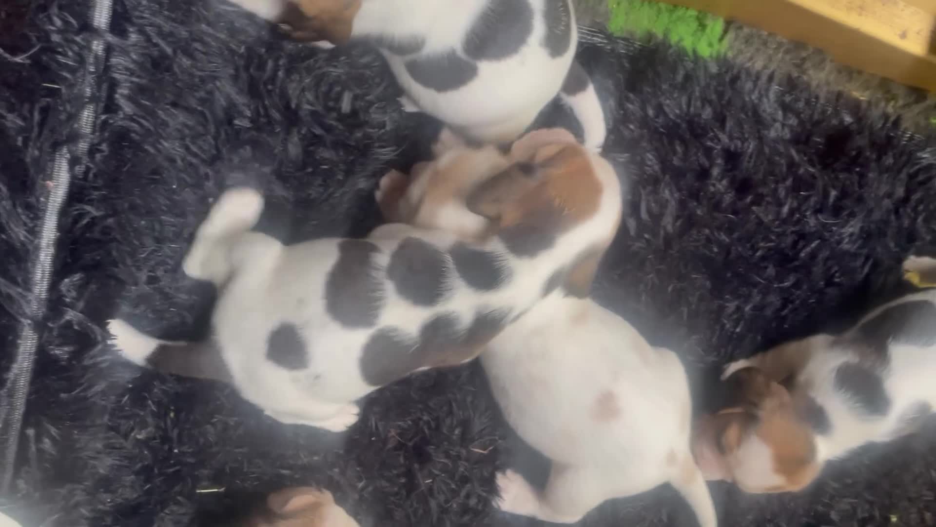 Beagle dogs for sale: kc reg pups ready NOVEMBER  - Video 2