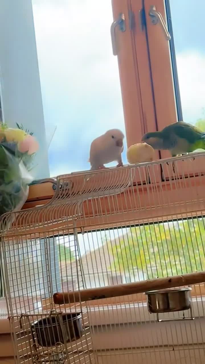 Parrots birds for sale: quaker  for sale in Smethwick - Video 3