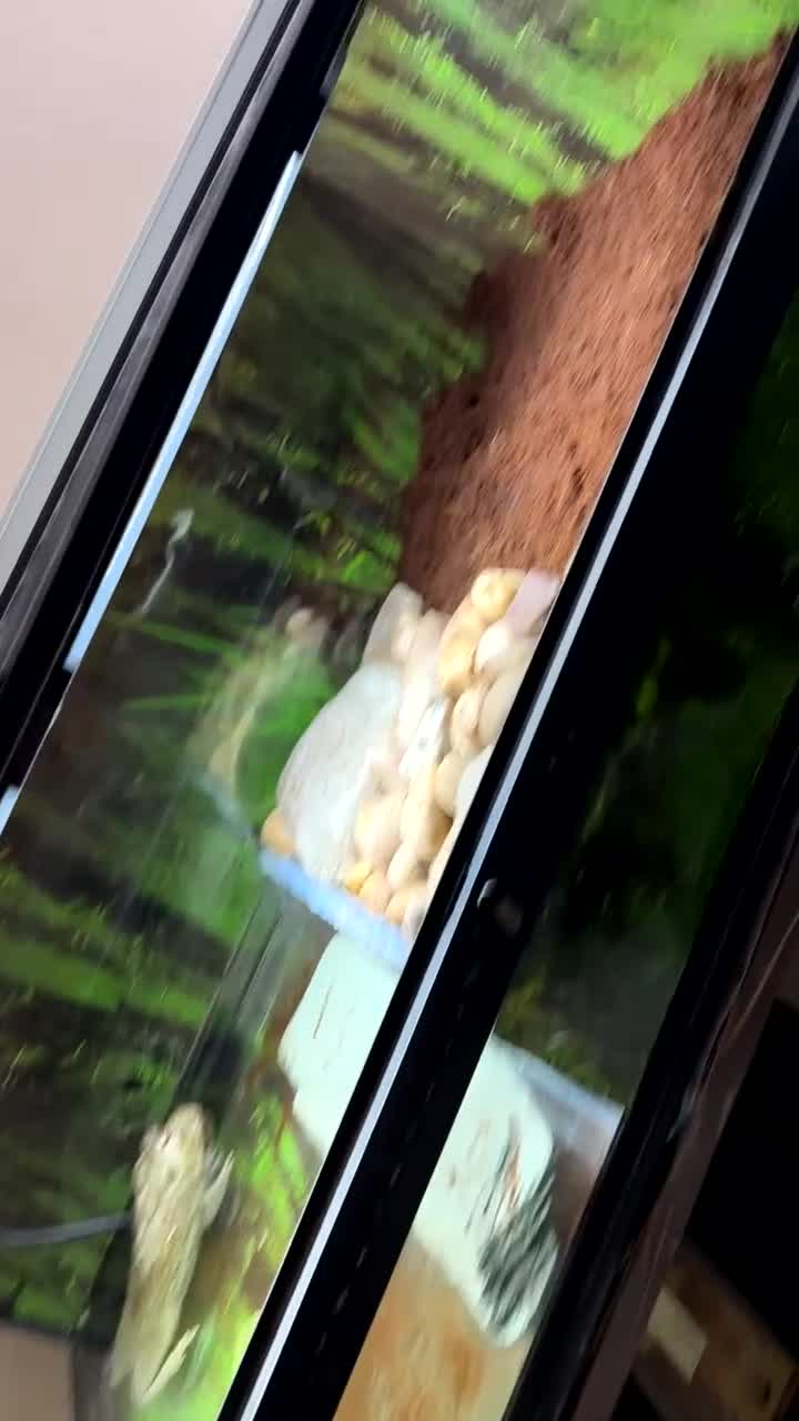 Frog reptiles for sale: Male African Bull Frog  - Video 3