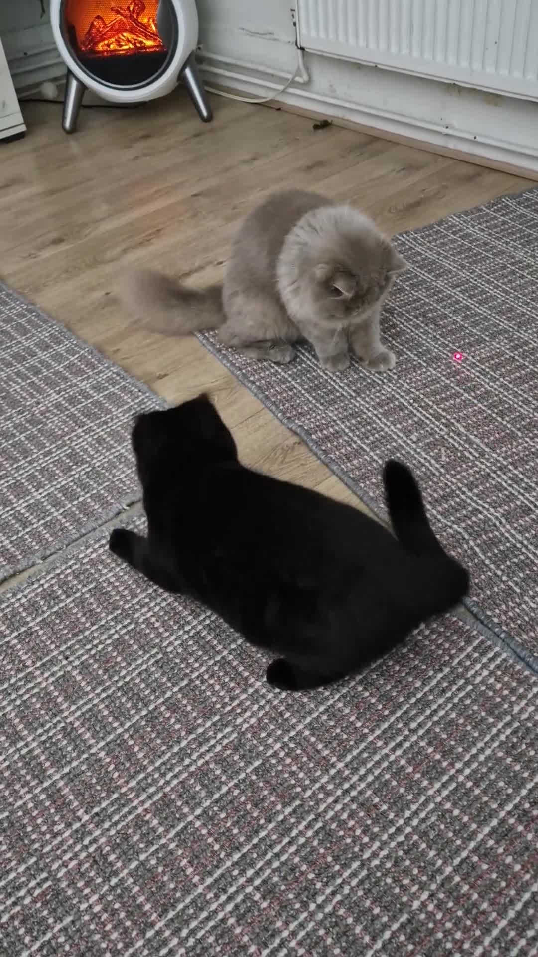 British Shorthair cats for sale: Lilac British Longhair boy kitten - Video 2