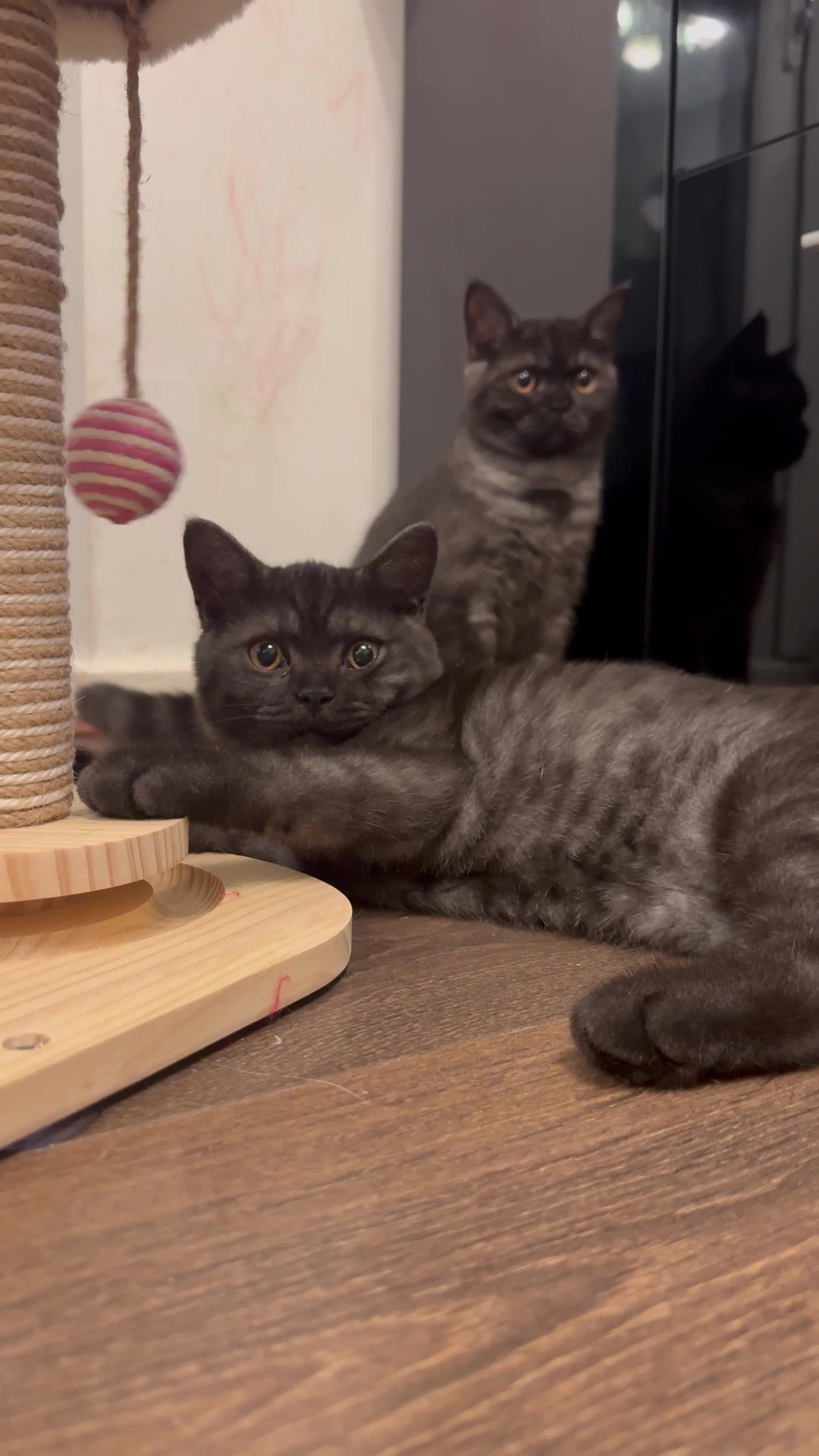 British Shorthair cats for sale: RARE COLOUR PURE PEDIGREE BSH KITTENS.2 BOYS LEFT. - Video 1