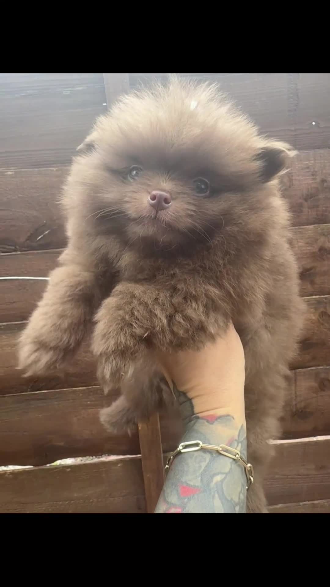 Pomeranian dogs for sale: Teddy bear amazing puppy 🥰 - Video 1