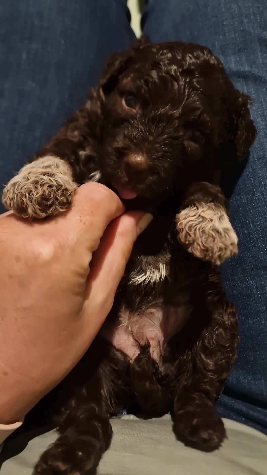 Lagotto Romagnolo dogs for sale: Lagotto Romagnolo, pure breed, KC reg litter - Video 1
