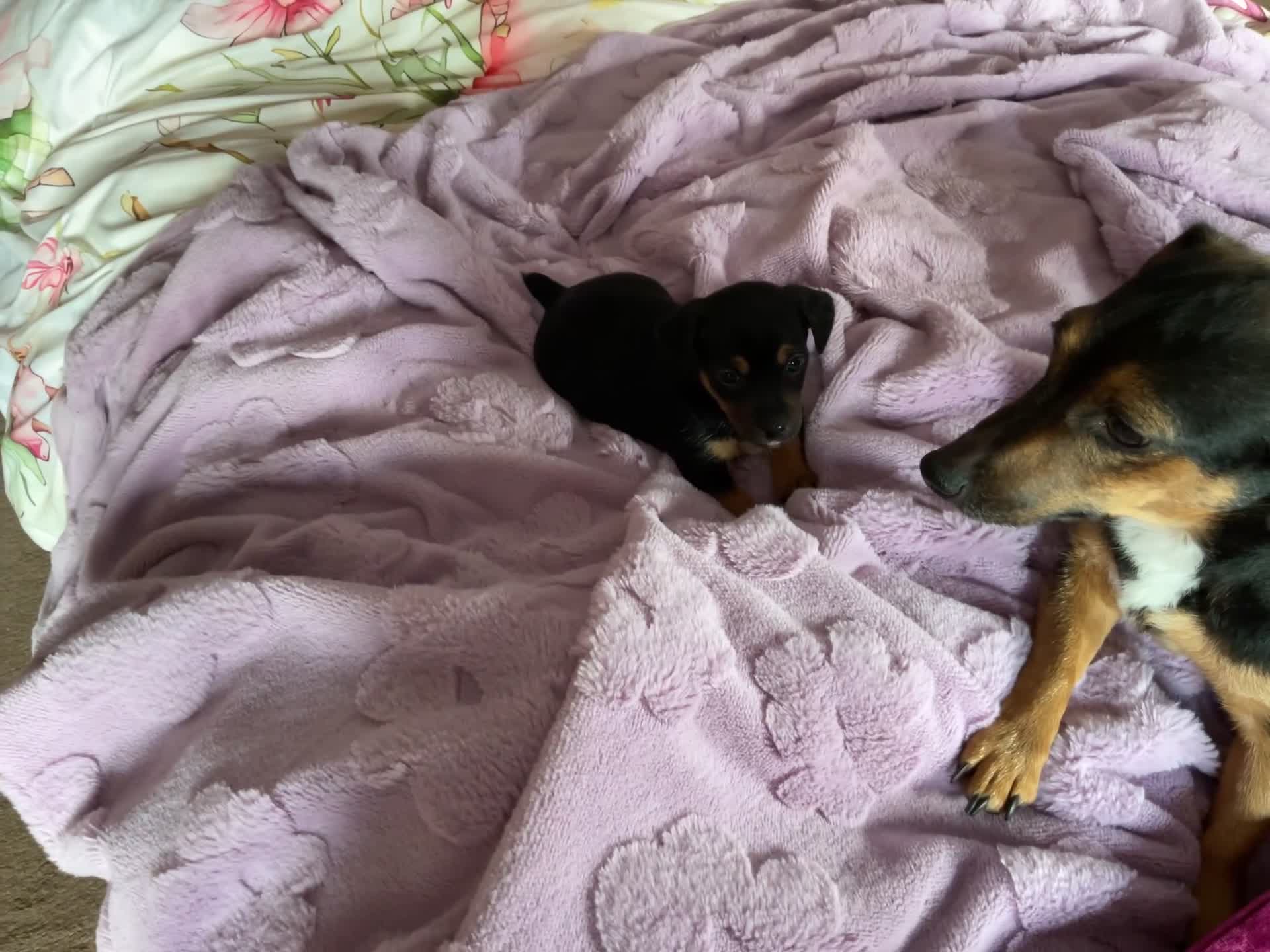 Jack Russell dogs for sale: Trad short legged/haired Jack Russel  - Video 3