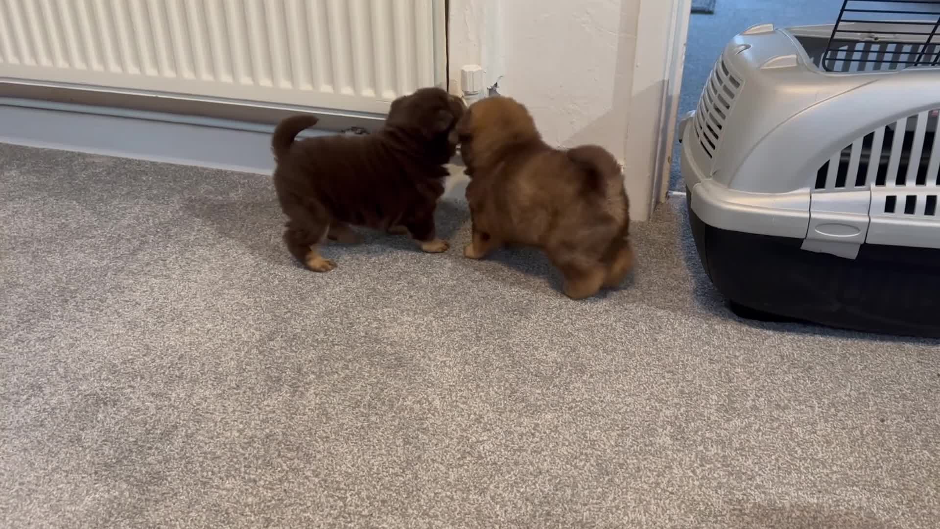Shar Pei dogs for sale: Top quality choc and tan bear coat sharpies - Video 2
