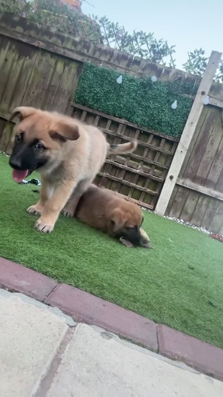 Mixed Breed dogs for sale: Malinois x GSD Puppies ONLY 2 Males Ready To Leave - Video 1