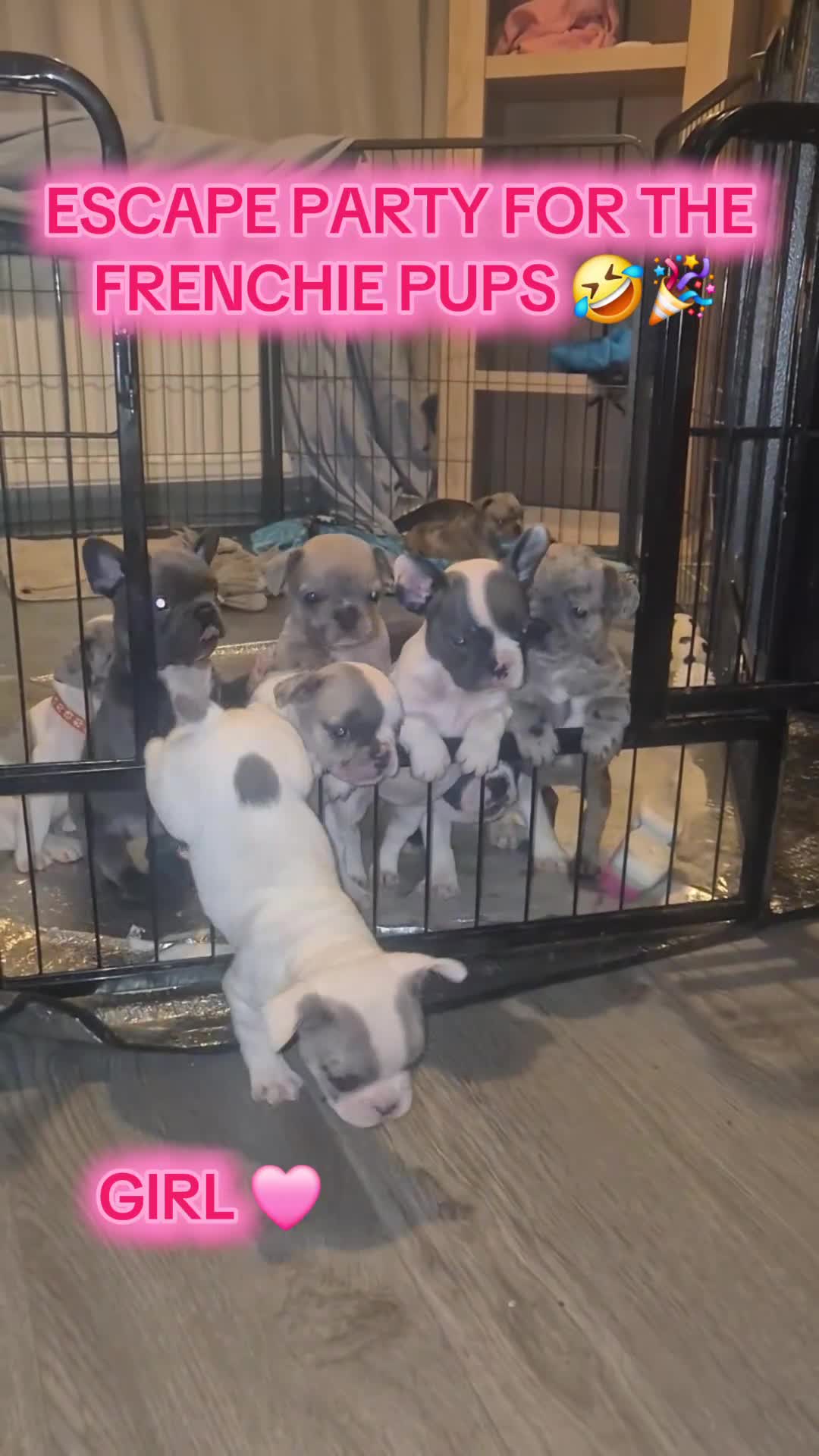 French Bulldog dogs for sale: 5 french bulldogs left!! Ready now! - Video 1