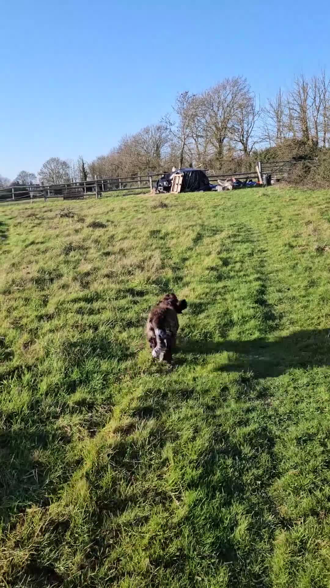 Cocker Spaniel dogs for sale: Ruby 1 year old chocolate roan female  - Video 1