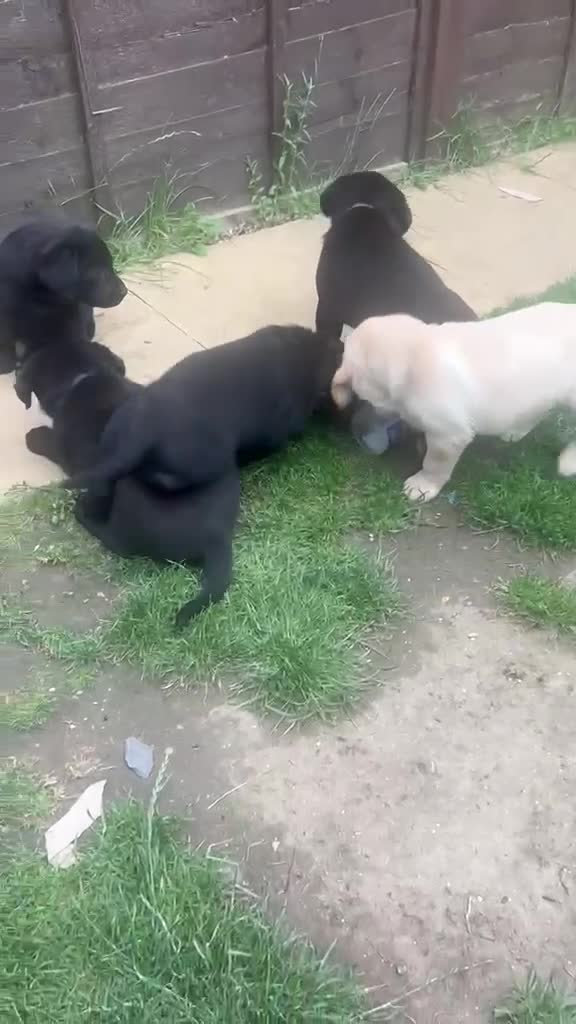 Labrador Retriever dogs for sale: 2 gorgeous black males ready for their homes - Video 1