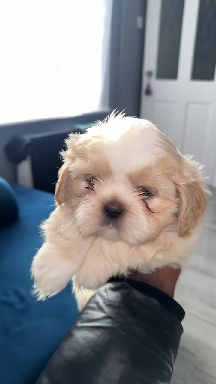 Shih Tzu dogs for stud: Beautiful Male Shih Tzu Available for Stud - Video 2