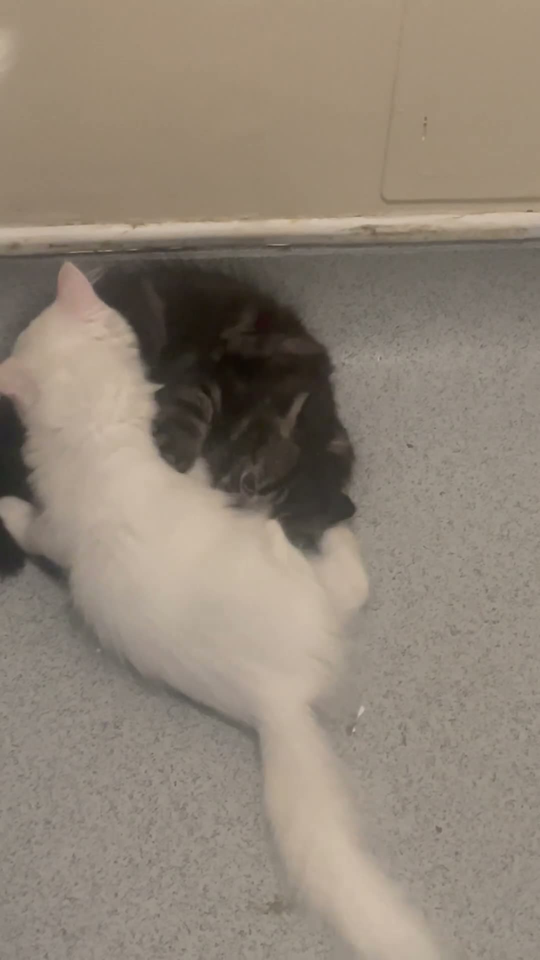 Mixed Breed cats for sale:  Persian kittens for sale  - Video 5