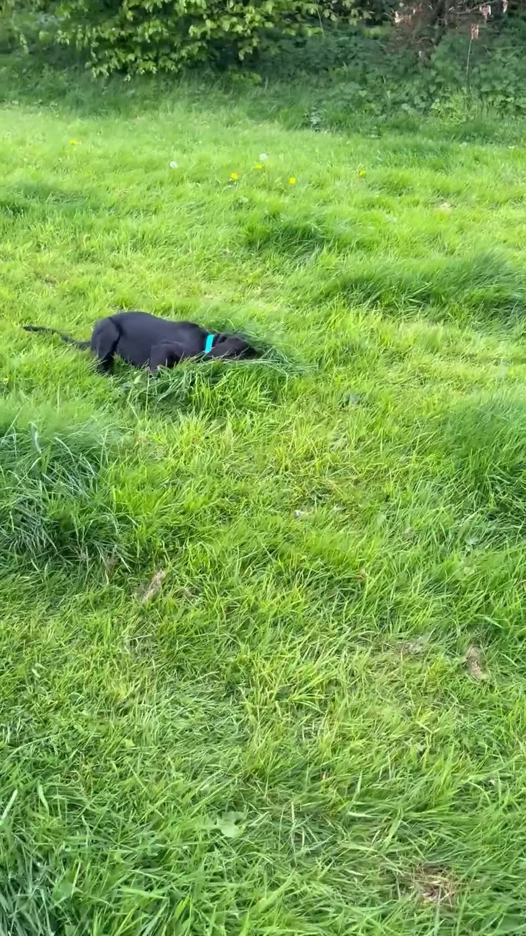 Mixed Breed dogs for sale: One beautiful big boy left in Yelverton - Video 1