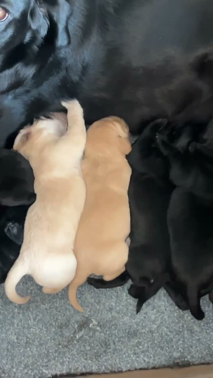 Labrador Retriever dogs for sale: Homebred much loved Labrador Puppies  - Video 2
