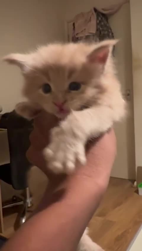 Maine Coon cats for sale: ✨Stunning Maine Coon Kittens✨ - Video 3