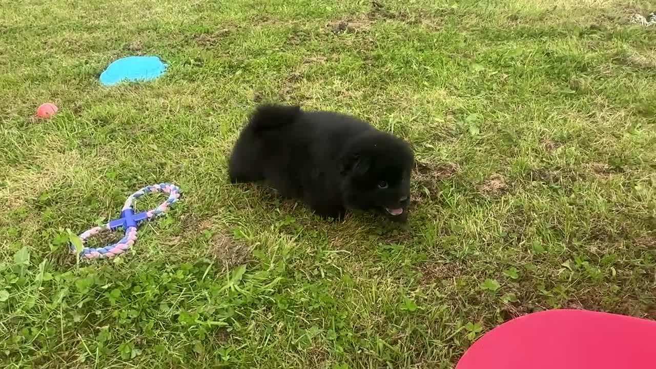 Chow Chow dogs for sale: Adorable black male chowsky puppy for sale  - Video 1