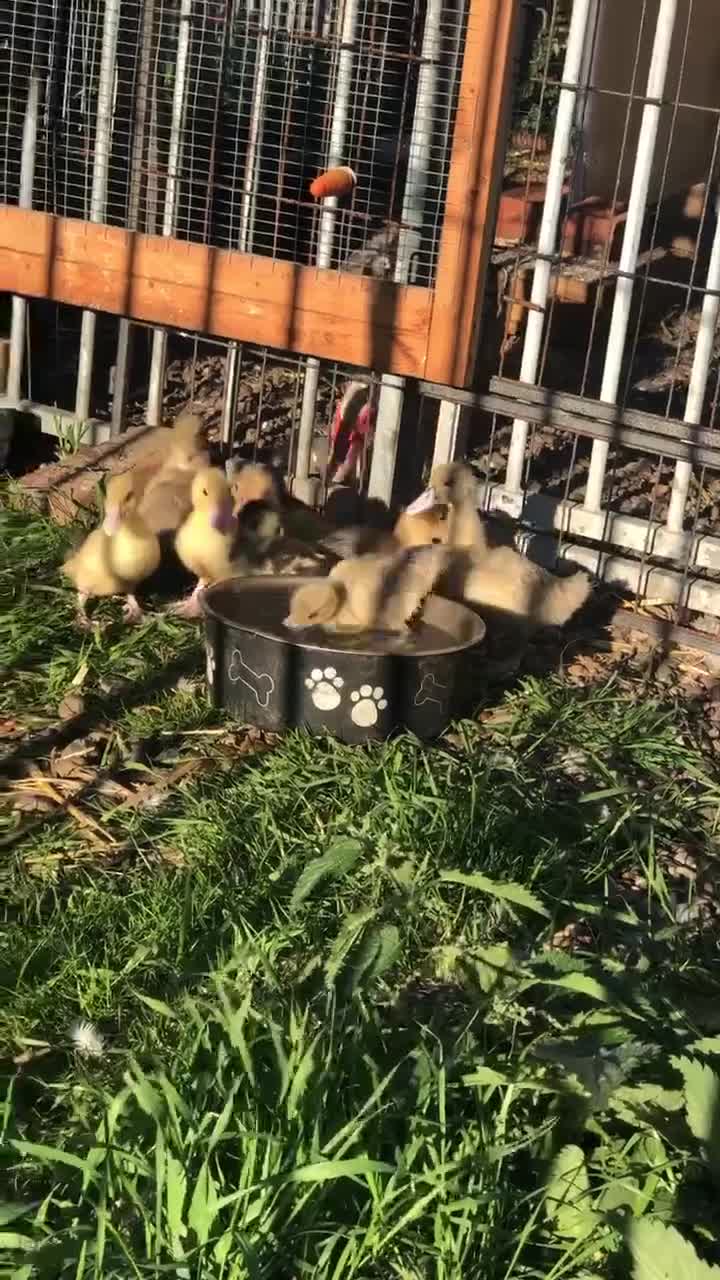 Ducks poultry for sale: Muscovy ducklings  - Video 2