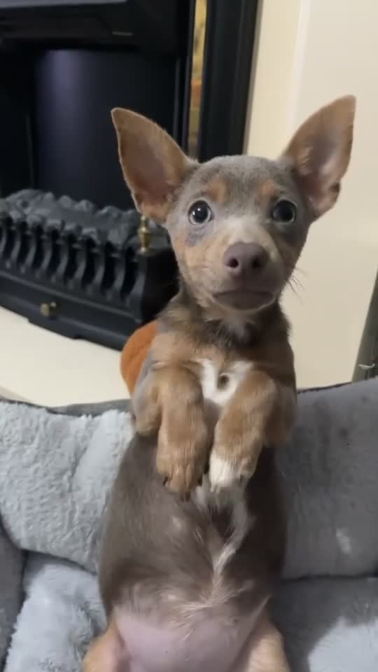 Jack Russell dogs for sale: Lilac and Tan Jack Russell - Video 1