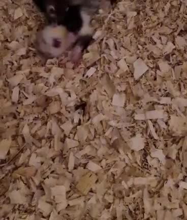 Ferret rodents for sale: Micro Ferrets - Video 1