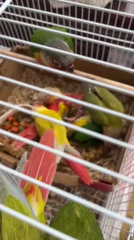 Conures birds for sale: Hand Tame Greencheek Conures - Video 1