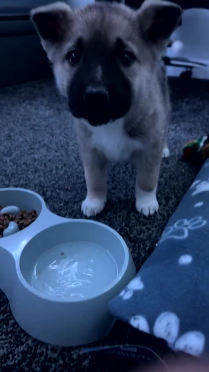 Akita dogs for sale: Akita puppy - Video 1