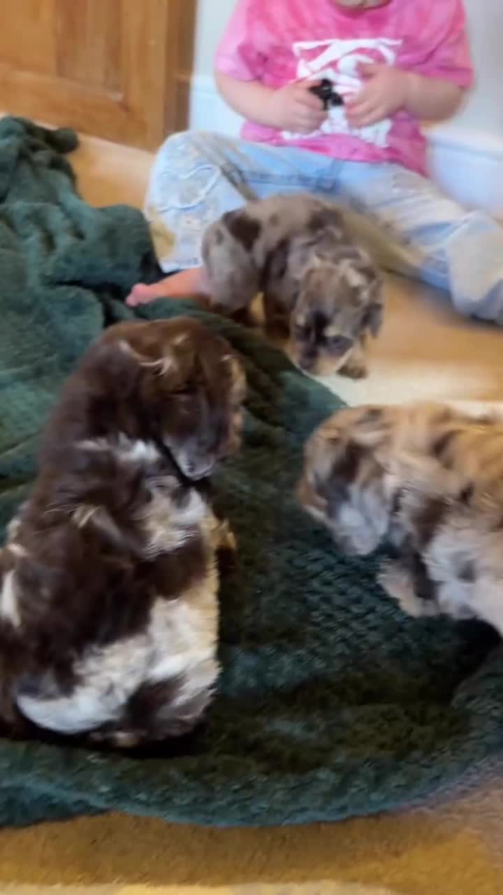 Cockapoo dogs for sale: Chocolate merl and tan point American cockapoo  - Video 2