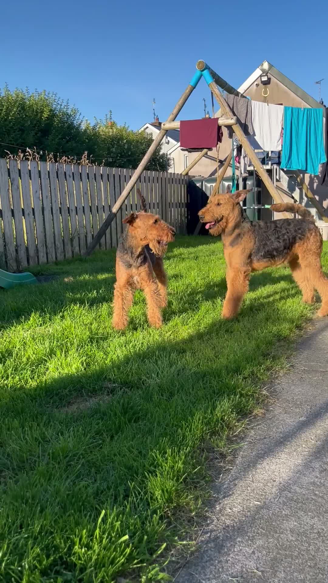 Airedale Terrier dogs for sale: Beautiful Airedale terrier puppies  - Video 1