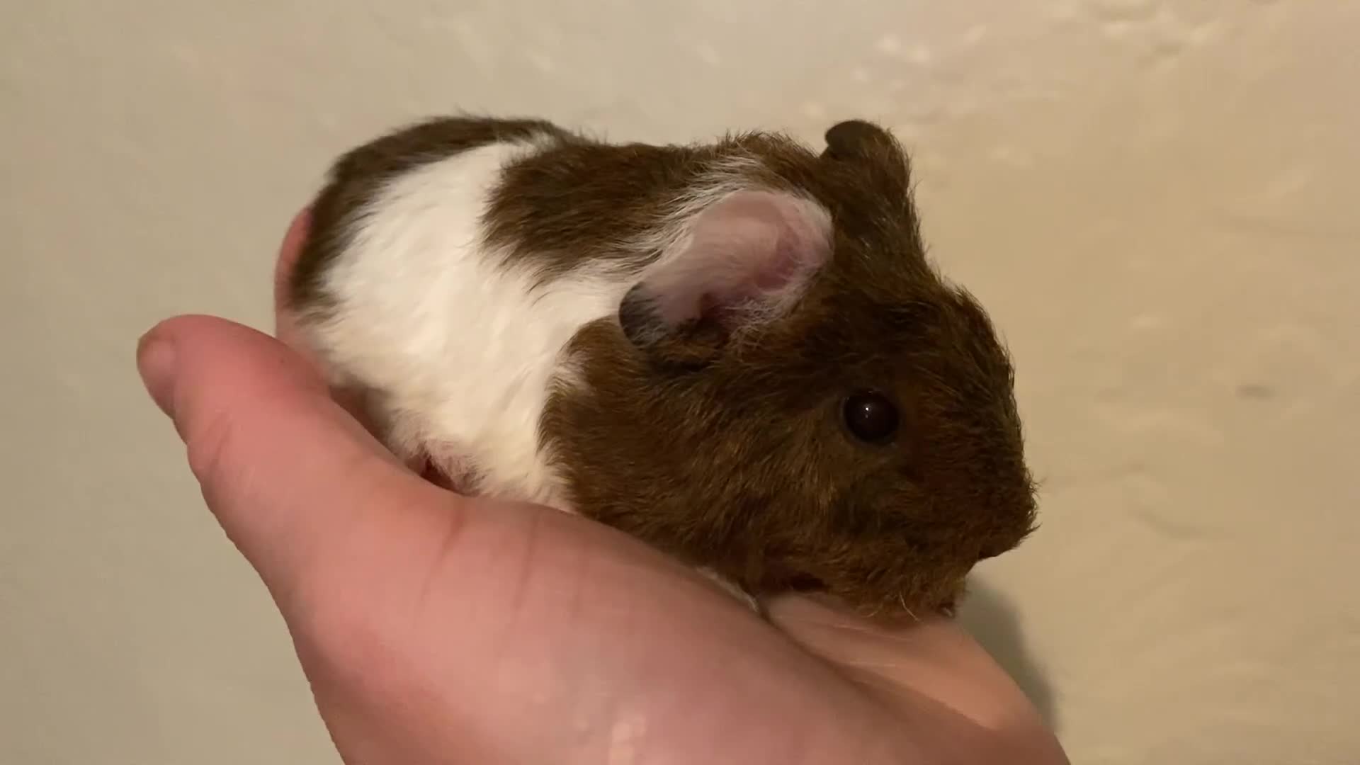 Guinea Pig rodents for sale: Gorgeous baby Guinea pigs - Video 1