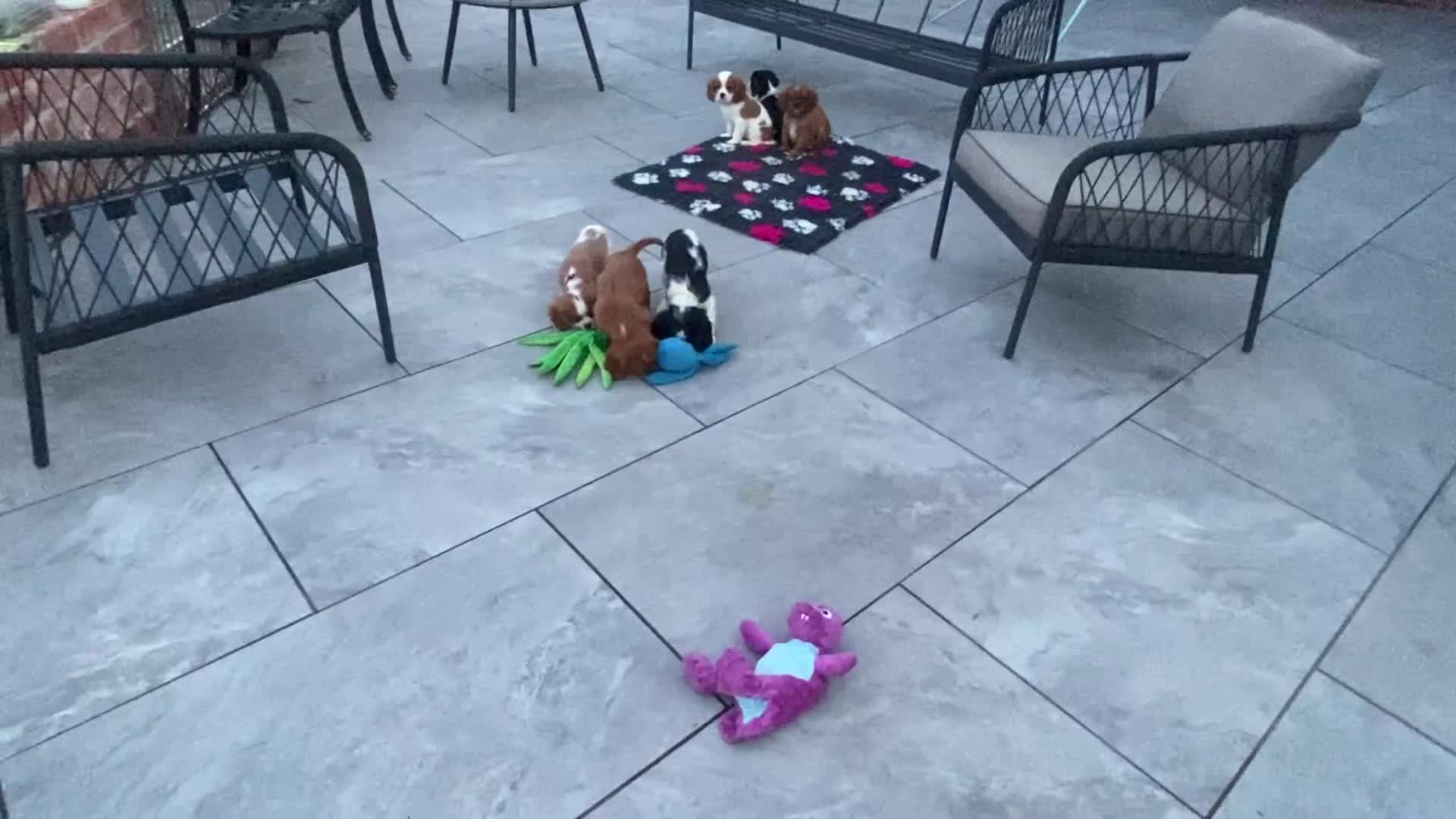 Cavalier King Charles Spaniel dogs for sale: Cavalier King Charles  - Video 1