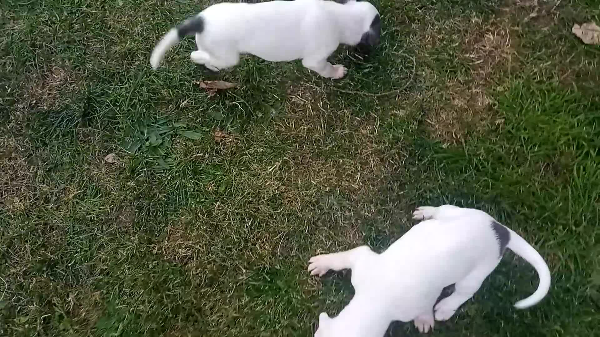 Whippet dogs for sale: REDEVELYN WHIPPET'S KC REG NR GLOUCESTER  - Video 3