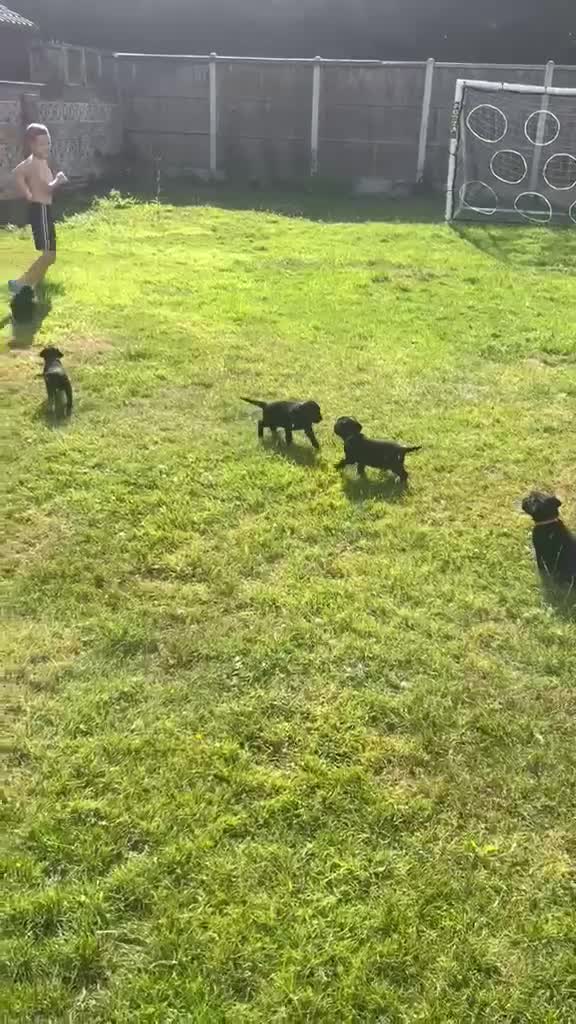 Labrador Retriever dogs for sale: KC Reg. Working Labrador Puppies ready to go in Wickford - Video 1