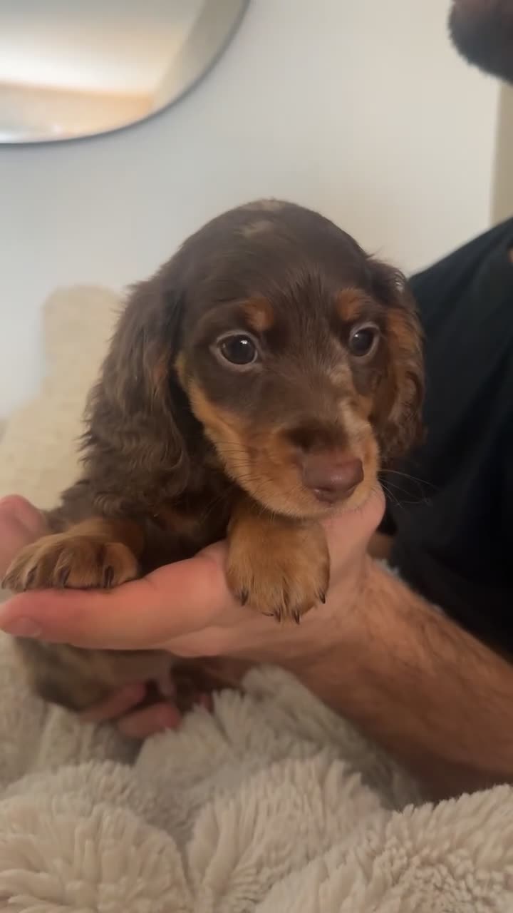 Miniature Dachshund dogs for sale: 1 male long hair miniature daschunds for sale - Video 2