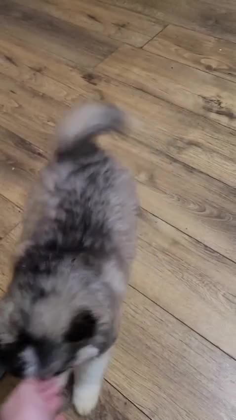 Pomsky dogs for sale: Pomsky Puppies - Video 2