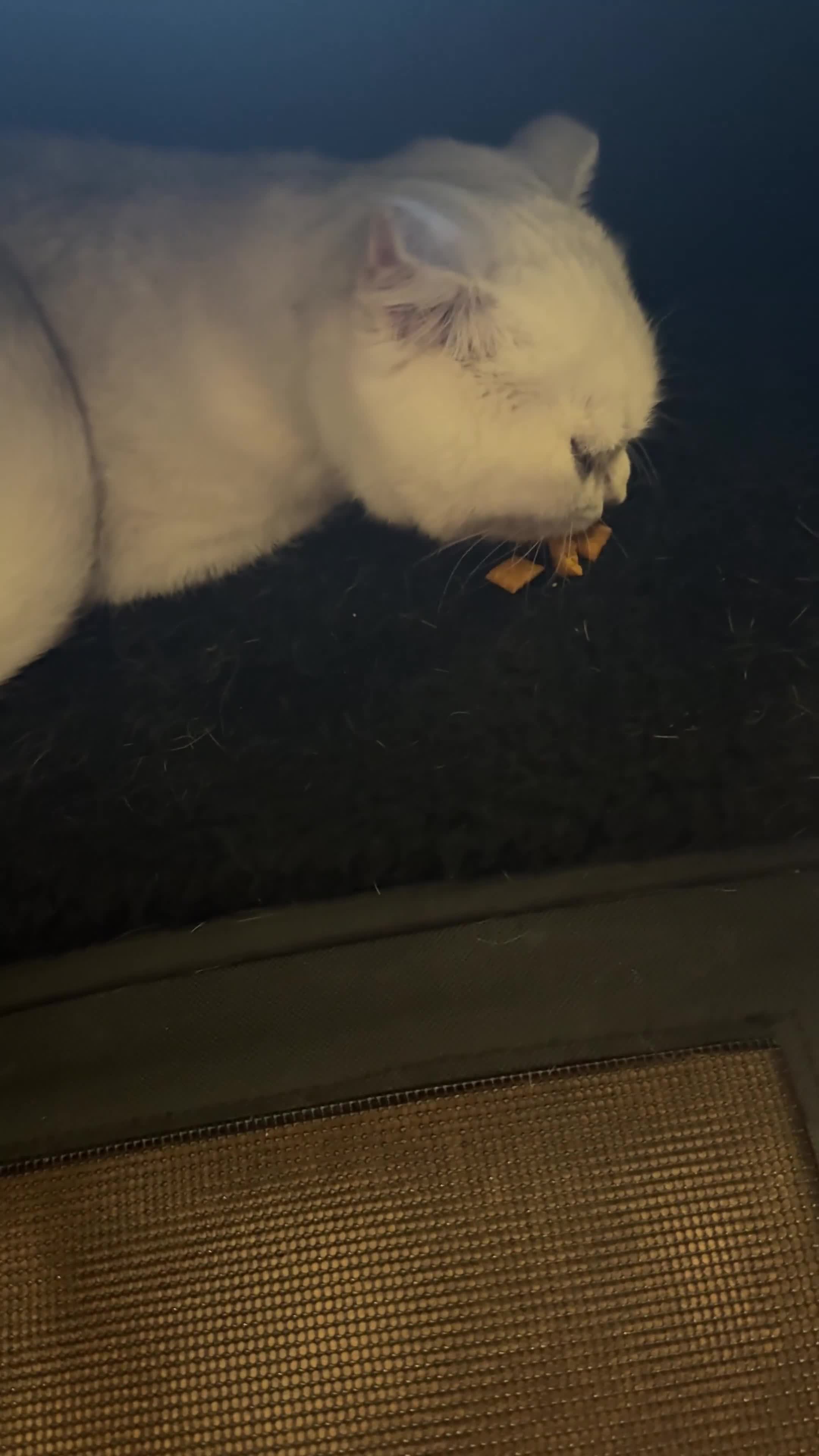 Scottish Fold cats for sale: Scotish fold male kitten - Video 1