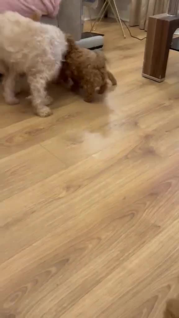Cockapoo dogs for sale: Adorable toy cockapoo puppies  - Video 1