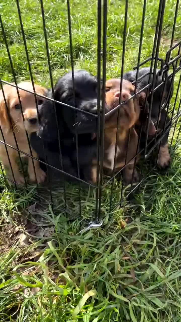 Cocker Spaniel dogs for sale: Working cocker spaniel puppies  in Godalming - Video 1