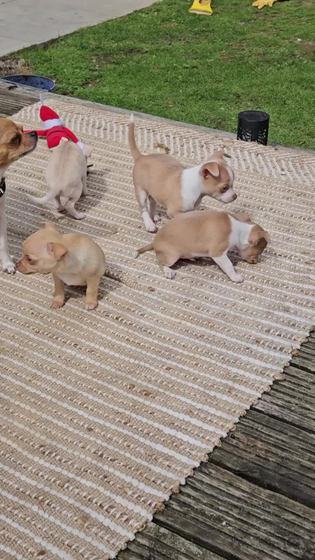 Chihuahua dogs for sale: Beautiful chihuahua for sale - Video 2
