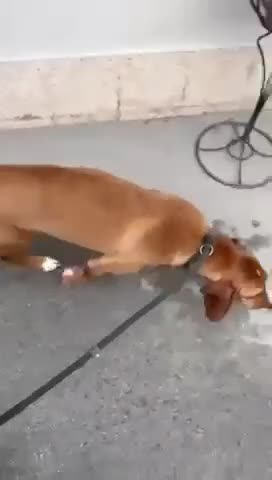 Mixed Breed dogs for adoption: Tess! - Video 1