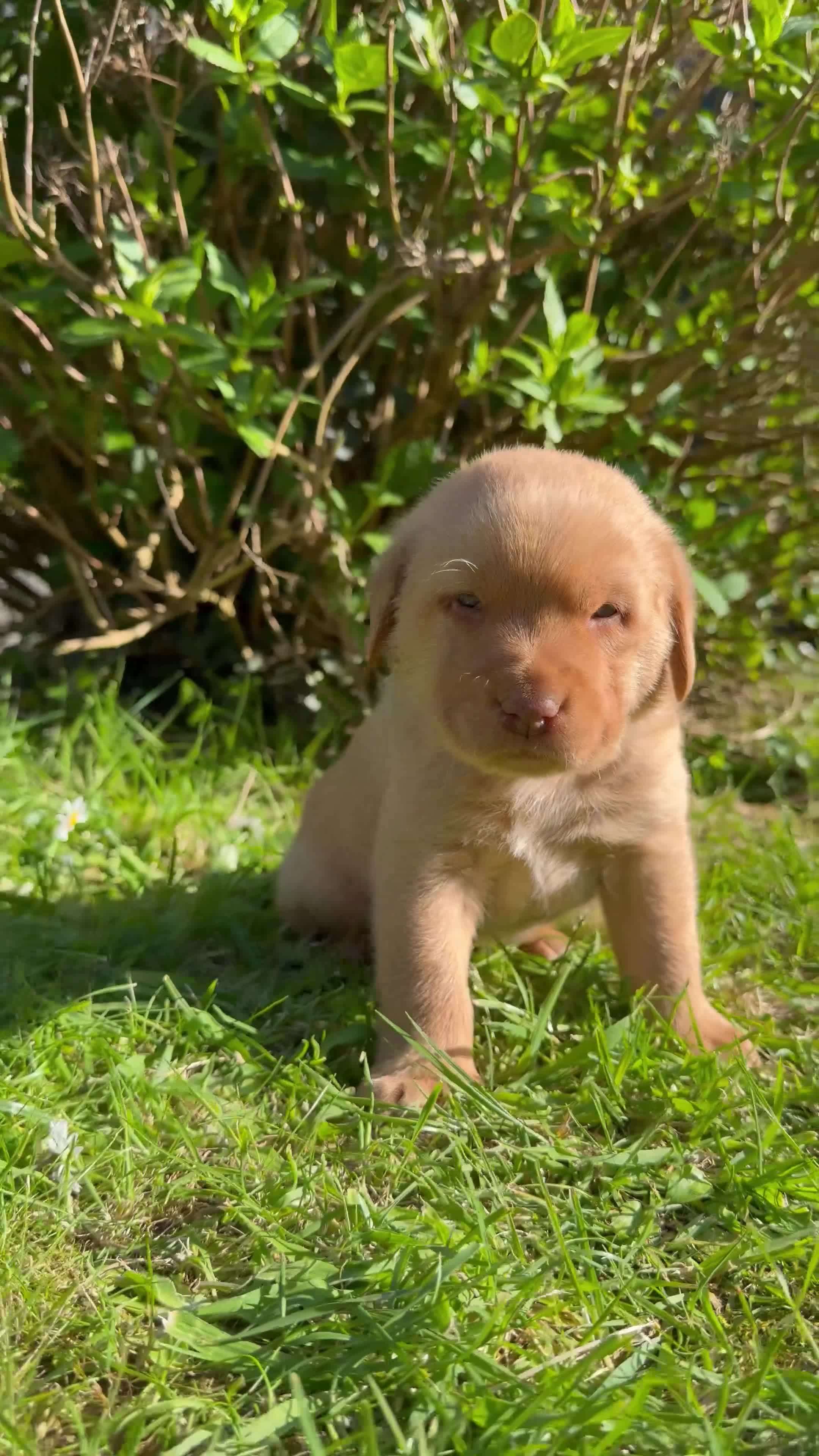 Labrador Retriever dogs for sale: Fox Red Cross Golden Labrador Puppies  in Cardigan - Video 4