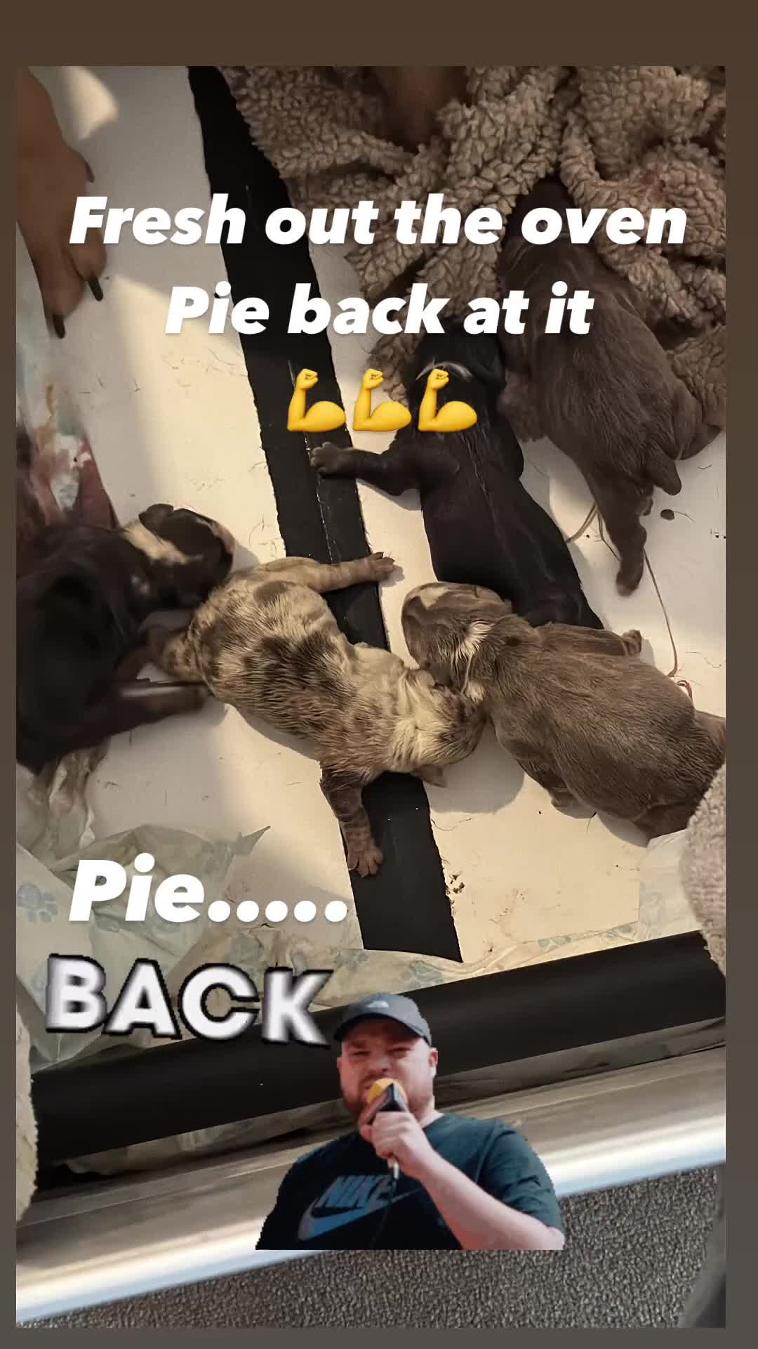 English Bulldog dogs for stud: Proven English Bulldog Stud - Blue Tri Merle in Romford - Video 1