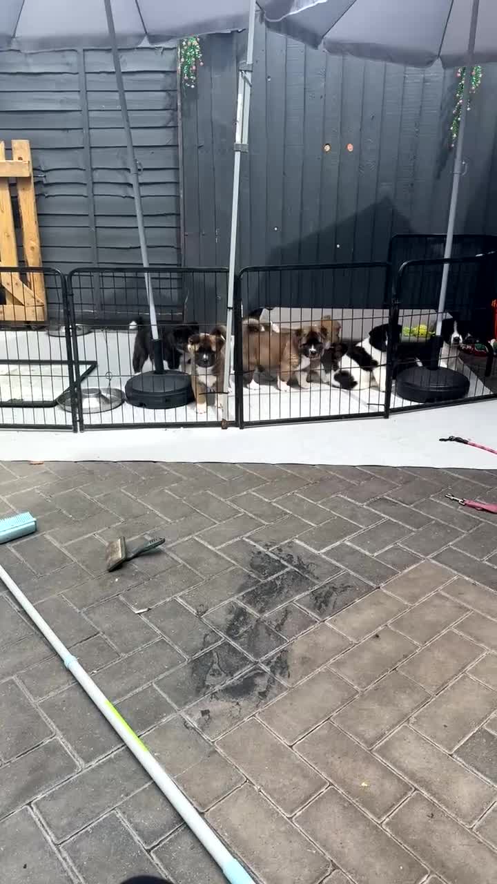 Akita dogs for sale: American akita - Video 4