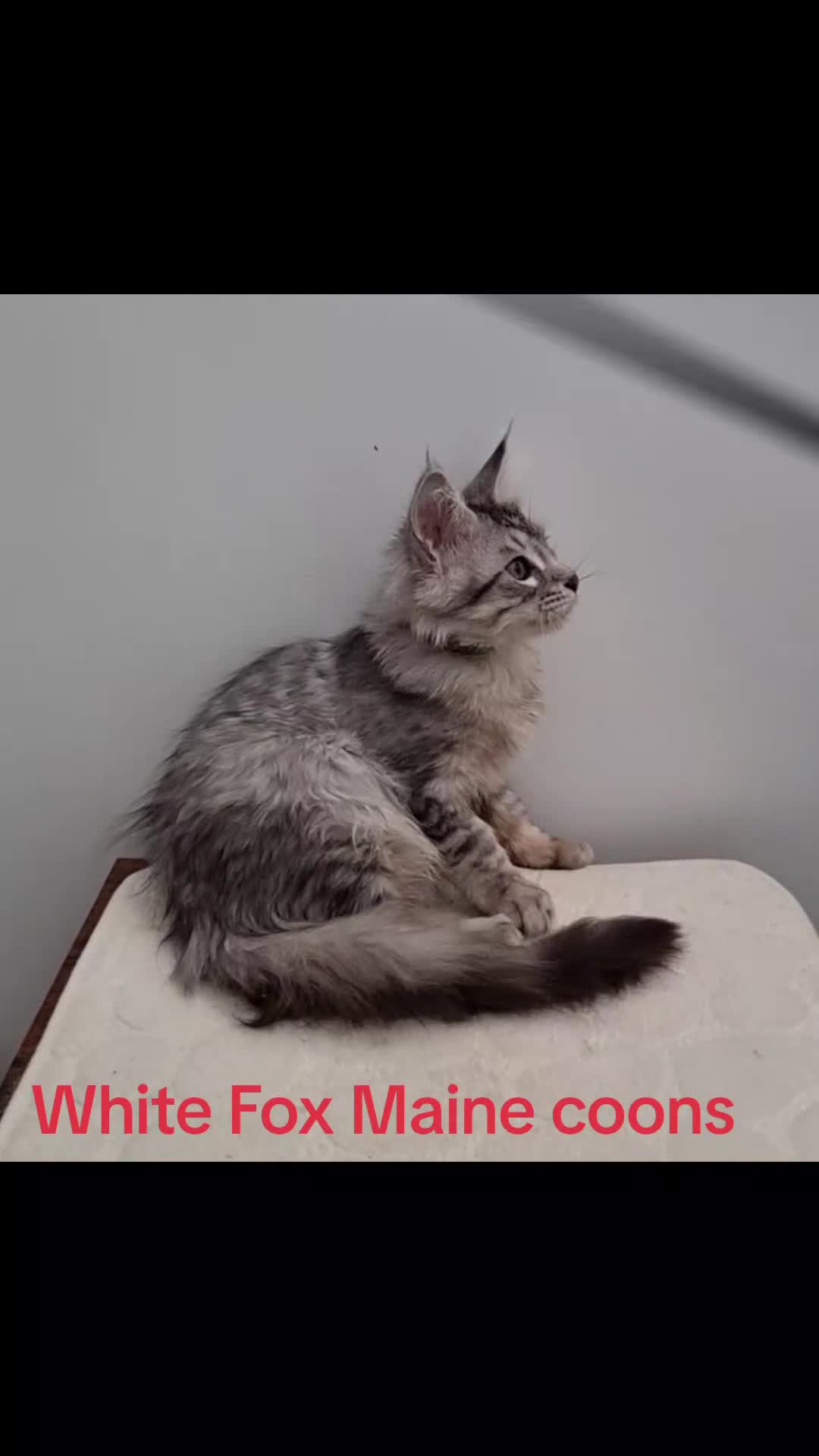 Maine Coon cats for sale: Registered Pedigree Maine Coon Kittens for sale  - Video 2