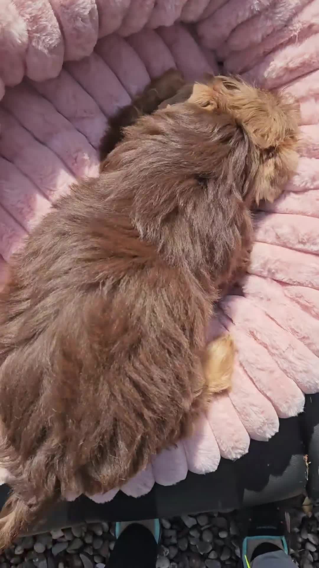 Yorkshire Terrier dogs for sale: DNA tested parents - Yorkie puppies  - Video 4