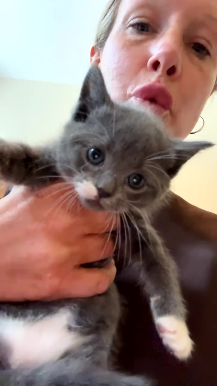 Mixed Breed cats for sale: BSH X kittens for sale  - Video 1