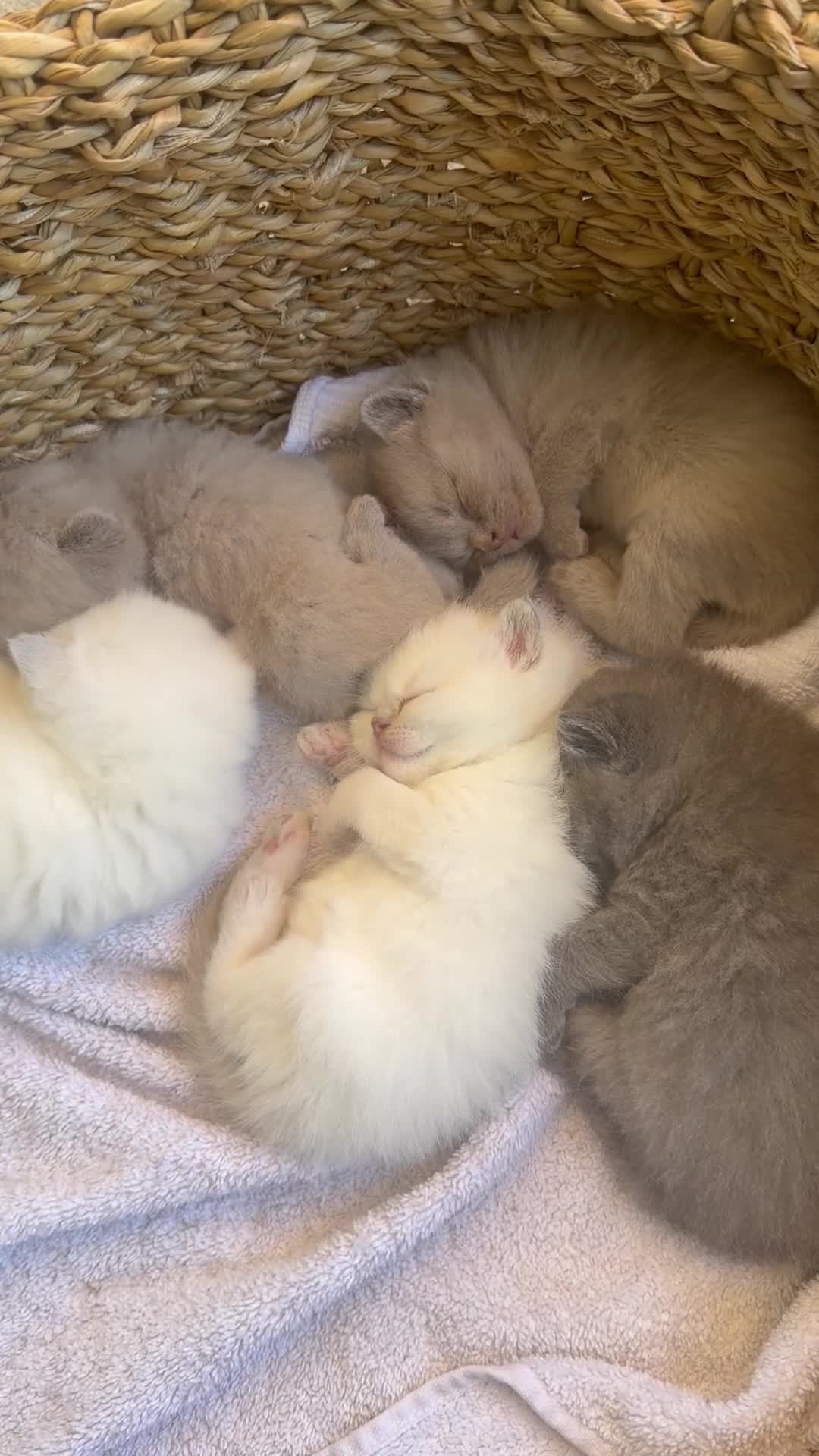 British Shorthair cats for sale: 4 British Shorthair Kittens in Batley - Video 3