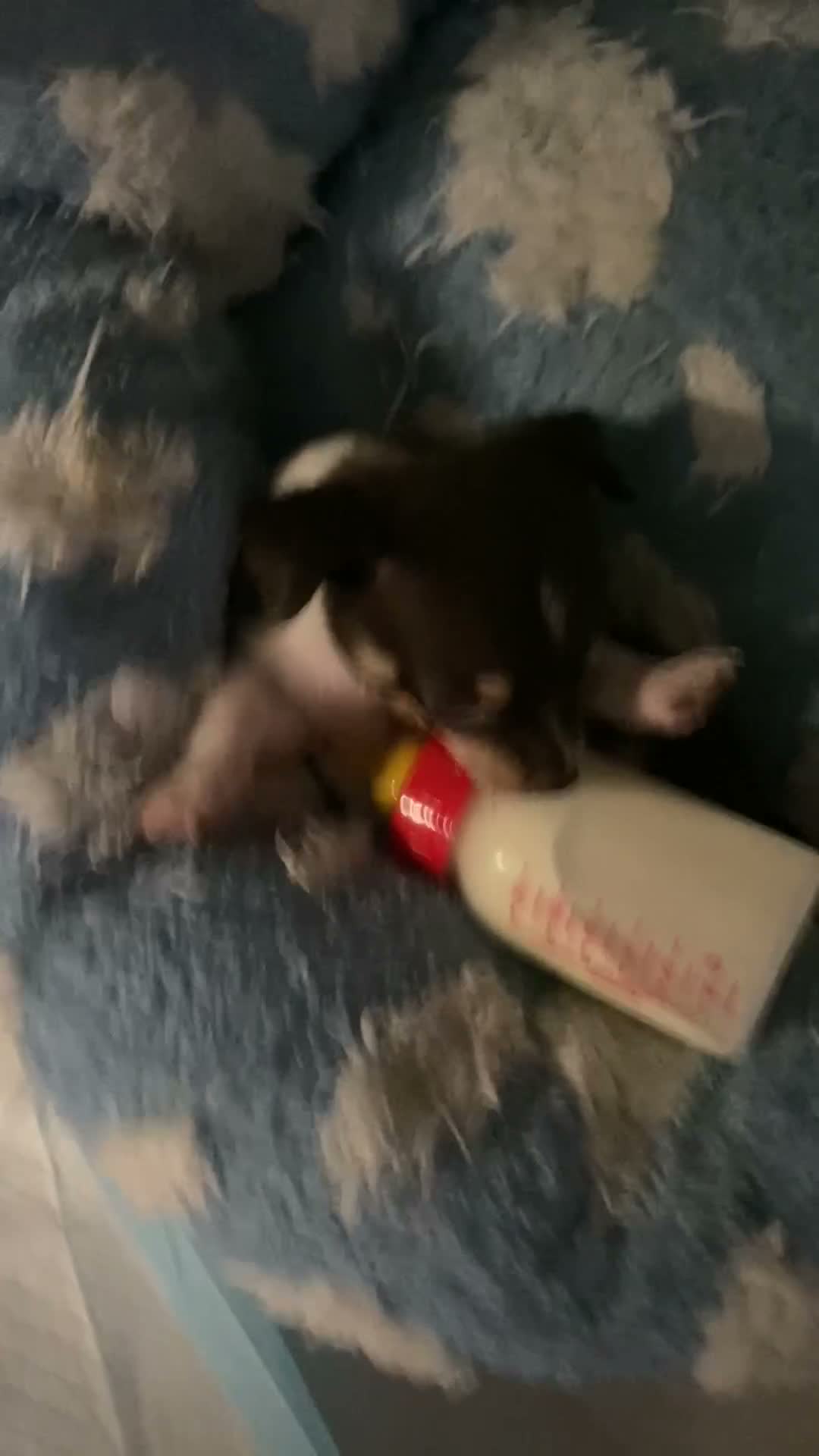 Chihuahua dogs for sale: Reduced last 2 boys left ready now - Video 1