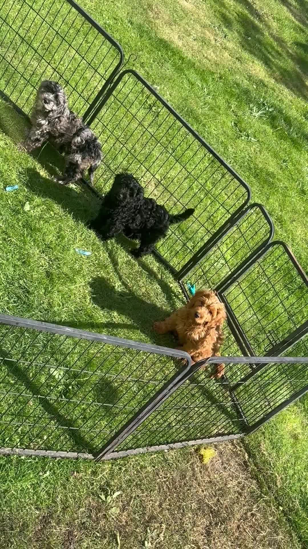 Cockapoo dogs for sale: Cockapoo puppies - Video 1