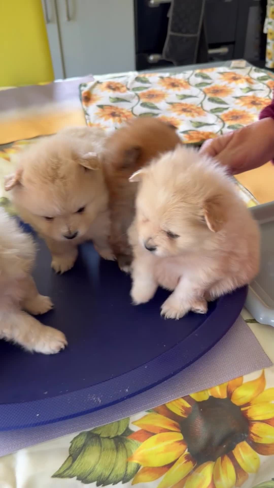 Pomeranian dogs for sale: Pomeranians for sale pups  - Video 1